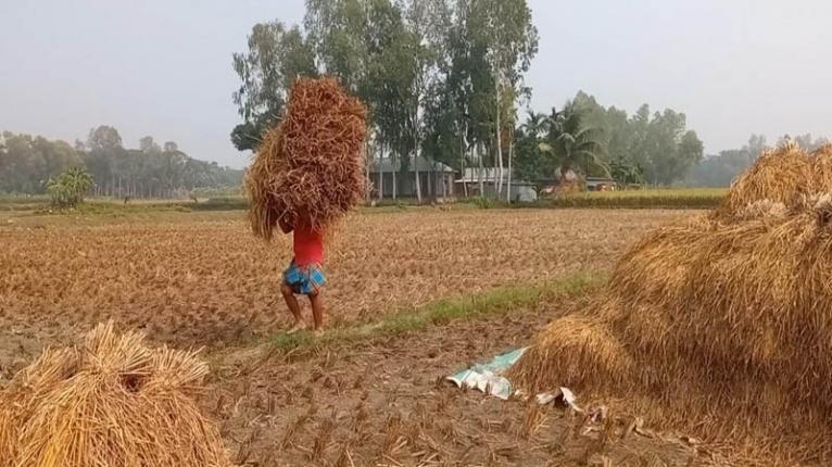 সরিষাবাড়ীতে আমনের বাম্পার ফলন-কৃষকের মুখে হাসি