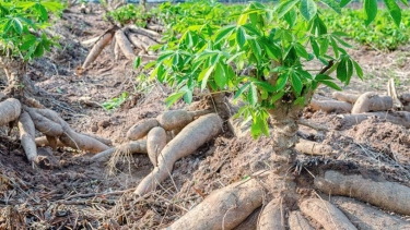 রংপুর বিভাগের প্রথম কাসাভা চাষ শুরু হয়