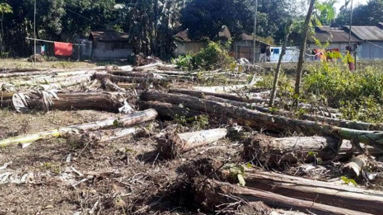  সরকারি জমি থেকে ৩ শতাধিক গাছ কাটার অভিযোগ রাতের আঁধারে