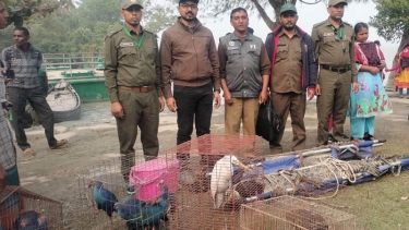 সুন্দরবনে কুমিরসহ ১৮টি বন্য প্রাণী অবমুক্ত