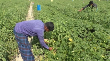 ভোলার চরফ্যাশনে বিষমুক্ত সবজি চাষ হচ্ছে