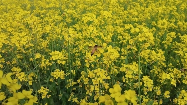 কম খরচে বেশি লাভ সরিষার আবাদে