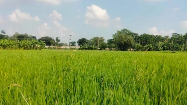আমন ধানের সবুজ পাতায় দুলছে কৃষকের স্বপ্ন