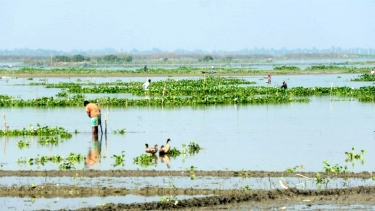 হালতি বিলে জলাবদ্ধতা, ২০ হাজার কৃষকের মাথায় হাত