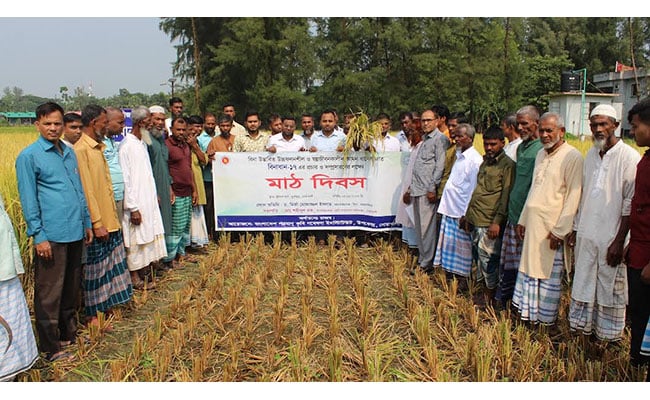 নোয়াখালীর সুবর্ণচরে বিনাধান-১৭ নিয়ে মাঠ দিবস