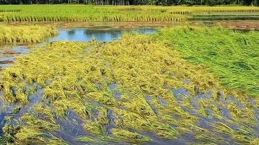 ঘূর্ণিঝড়ে চাঁদপুরে রোপা আমনসহ ৬১০ হেক্টর জমির ফসলের ক্ষতি