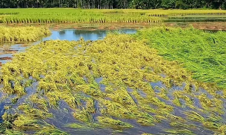 ঘূর্ণিঝড়ে চাঁদপুরে রোপা আমনসহ ৬১০ হেক্টর জমির ফসলের ক্ষতি