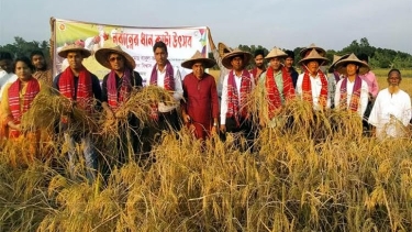 কুষ্টিয়ার খোকসায় আমন ধান কাটার উদ্বোধন