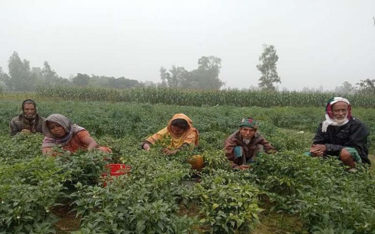 ফসলের ক্ষেত থেকে সেচ পাম্প চুরি, কৃষকরা বিপাকে