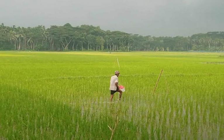 ভোলায় ৬৩ হাজার হেক্টর জমিতে বোরো ধান আবাদের লক্ষ্যমাত্রা নির্ধারণ