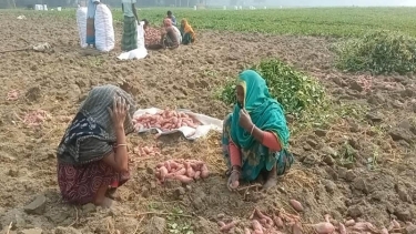 সরিষাবাড়ীতে মিষ্টি আলুর বাম্পার ফলনে কৃষকের মুখে হাসি