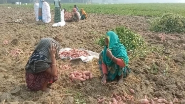 সরিষাবাড়ীতে মিষ্টি আলুর বাম্পার ফলনে কৃষকের মুখে হাসি