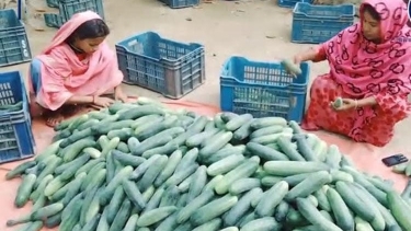 কুমিল্লায় স্বল্পকালীন জাতের শসার বাম্পার ফলন