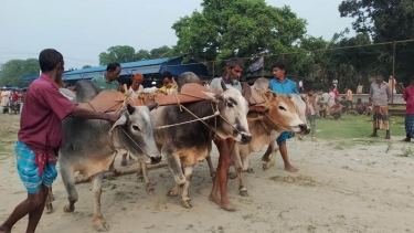 সরিষাবাড়ীতে গ্রাম বাংলার ঐতিহ্যবাহী মই দৌড় খেলা অনুষ্ঠিত