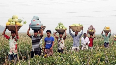 কুমিল্লায় বাঙ্গি চাষ করে স্বাবলম্বী হয়েছেন অনেক কৃষক