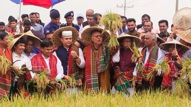 সুনামগঞ্জের দেখার হাওরে কৃষকদের নিয়ে ধান কাটলেন কৃষিমন্ত্রী