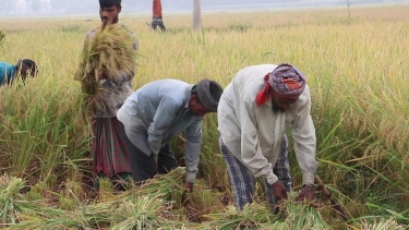 নওগাঁয় শুরু হয়েছে ধান কাটা-মাড়াই, বৃষ্টি নয় রোদ চান কৃষকরা