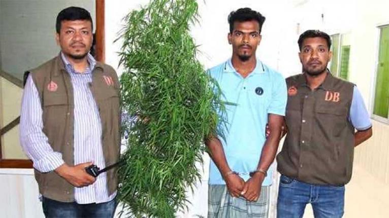 ঝালকাঠিতে সবজির সঙ্গে গাঁজা চাষ, আটক ১