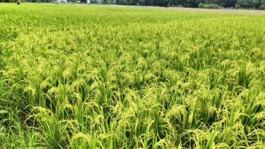 বোরো ধানের শীষে দোল খাচ্ছে কৃষকের স্বপ্ন