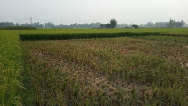 জামালপুরে একবিঘা জমির আধাপাকা ধান কেটে নিল যুবদল নেতা