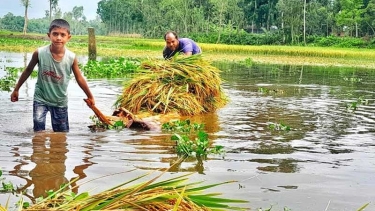টানা বৃষ্টিতে ডুবে গেছে ফসলি জমি, দিশেহারা কৃষক