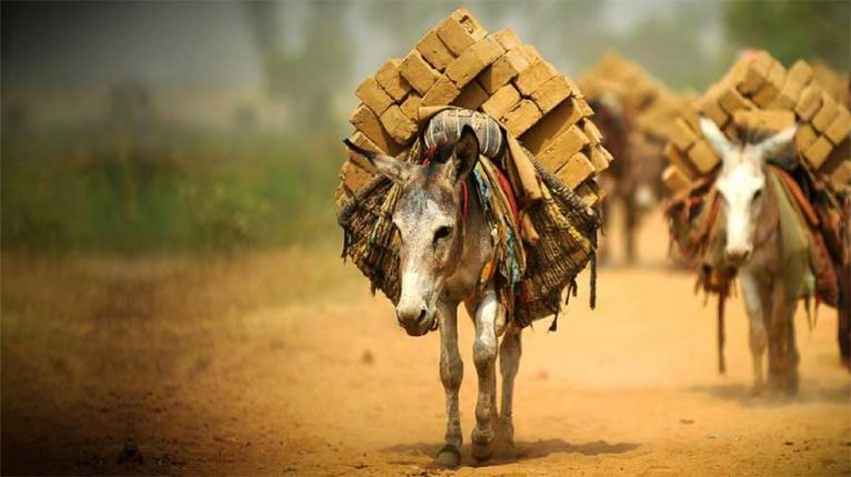 বিশ্ব গাধা দিবস আজ