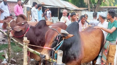 নাটোরের উদ্বৃত্ত লক্ষাধিক কোরবানির পশু যাবে সারাদেশে