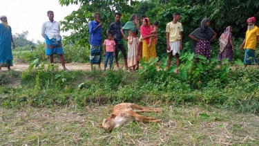 জামালপুরে ঘাস খাওয়া নিয়ে বাছুর পিটিয়ে হত্যা: ৮০ হাজার টাকা জরিমানা