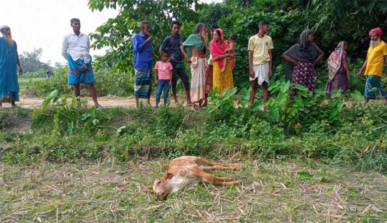 জামালপুরে ঘাস খাওয়া নিয়ে বাছুর পিটিয়ে হত্যা: ৮০ হাজার টাকা জরিমানা