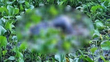 শরীয়তপুরের সখিপুরে ডোবা থেকে তরুণীর লাশ উদ্ধার
