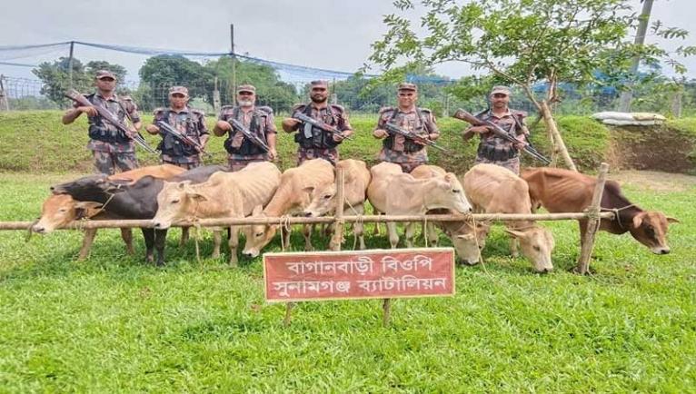 সুনামগঞ্জে ৯ ভারতীয় গরু জব্দ