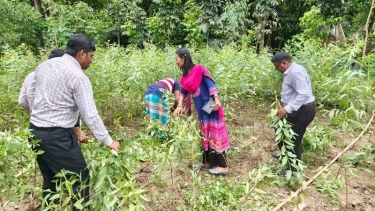 জামালপুরে ভর্তুকি দিয়ে ১৮ হাজার আগ্রাসী চারাগাছ নিধন