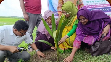 মহেশপুর বজ্রপাতে ক্ষয়ক্ষতি কমাতে তাল গাছ রোপণ