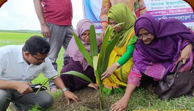 মহেশপুর বজ্রপাতে ক্ষয়ক্ষতি কমাতে তাল গাছ রোপণ