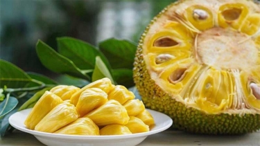 বৃষ্টি ভেজা দিনে কাঁঠাল খাওয়ার উপকারিতা