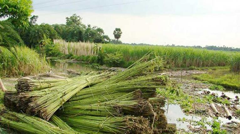 পানির সংকটে বিপর্যস্ত পাটচাষ, লালমনিরহাটে অনাবৃষ্টিতে ফিকে সোনালী আঁশের স্বপ্ন