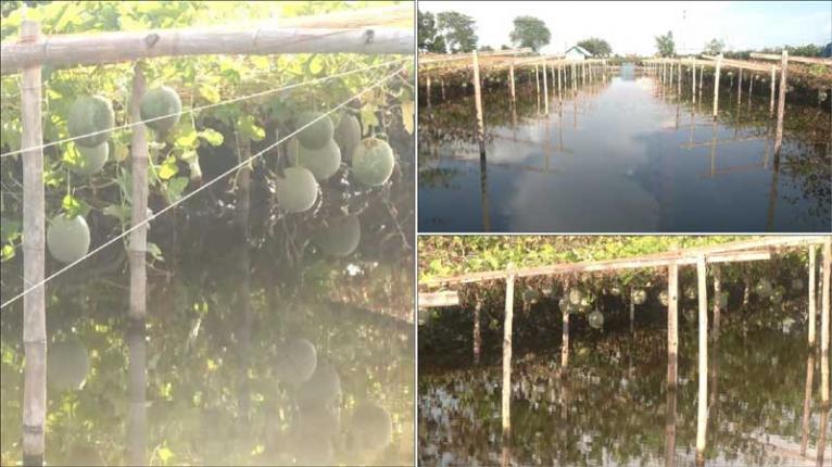 খুলনায় চাষ হচ্ছে মরুভূমির ফল সাম্মাম