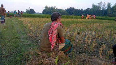 সরিষাবাড়ীতে শত্রুতার জেরে ২ বিঘা আমন ধান পুড়ল আগাছানাশকে