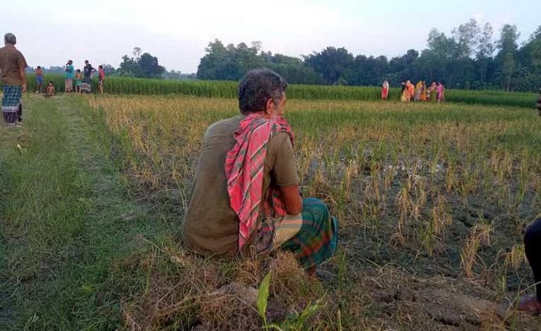 সরিষাবাড়ীতে শত্রুতার জেরে ২ বিঘা আমন ধান পুড়ল আগাছানাশকে