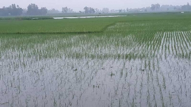 ইসলামপুরে বৃষ্টির পানিতে তলিয়ে গেছে ফসল, কৃষকের চোখে অশ্রু