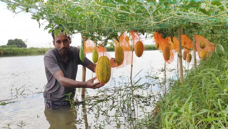 সোনারগাঁয়ে মাছের ঘেরের মাচায় ঝুলছে রঙিন তরমুজ