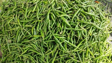 বৃষ্টি ও আমদানি বন্ধ থাকায় কাঁচা মরিচের কেজি ৪৫০ টাকা