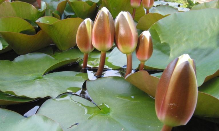 ইসির প্রতীক তালিকায় যুক্ত হলো ‘শাপলা কলি’