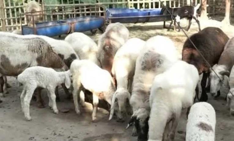 ইসলামপুরে সৌদি সরকারের দুম্বার মাংস ৭১টি এতিমখানায় বিতরণ