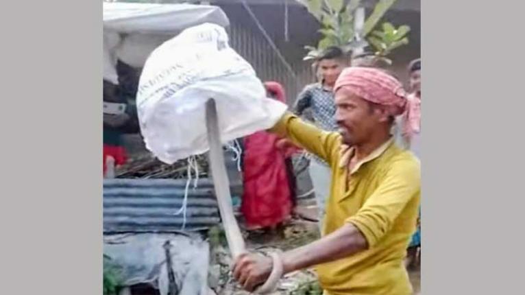 জনতা ধরলো বিষাক্ত খৈয়া গোখরা, সরিষাবাড়ী থেকে নিয়ে গেলো বন বিভাগ