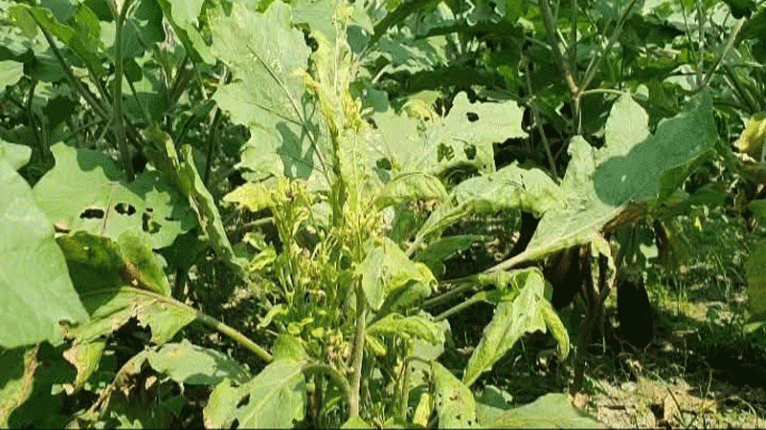 পোকার আক্রমণে দিশাহারা কৃষক, ইসলামপুরে বেগুন ও শসা চাষে ব্যাপক ক্ষতি !