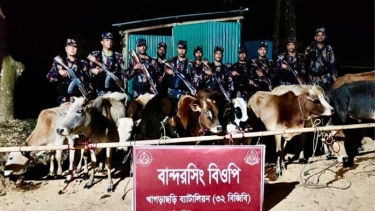 খাগড়াছড়িতে ১২ ভারতীয় গরু জব্দ