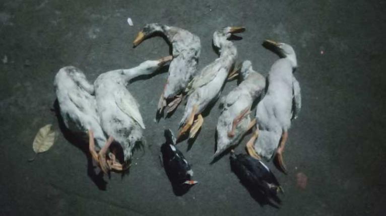 বন্দরে খামারে বিষ প্রয়োগে হাঁস-শালিক হত্যার অভিযোগ