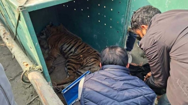 সুন্দরবনে ফাঁদে আটকে পড়া বাঘটিকে উদ্ধার করেছে বন বিভাগ - পরিবেশ মন্ত্রণালয়