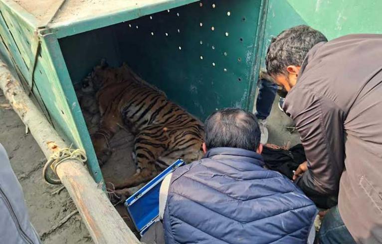 সুন্দরবনে ফাঁদে আটকে পড়া বাঘটিকে উদ্ধার করেছে বন বিভাগ - পরিবেশ মন্ত্রণালয়